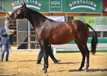 w karioka sal, de manuel salguero perez, bronce en potras de tres a